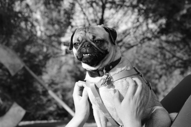 The Curator’s Guide to Crafting Compelling Content: A Journey Into the World of Curation